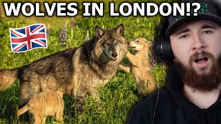 American Reacts to How to Bring Wilderness Back to Britain  Rewilding The UK [upl. by Sisco383]