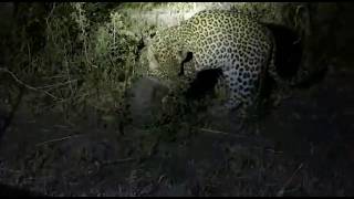 Pangolin defense works against Leopard [upl. by Rusticus]