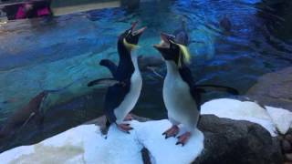 Hilarious Rockhopper penguins getting noisy [upl. by Godard]