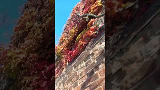 Cycling I Foliage Ham Richmond London UK 131124 foliage autumn colour [upl. by Bria767]