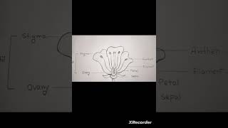 flower diagram reproduction flower song like education class10mathspreviousyearsquestionspaper [upl. by Castora626]