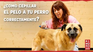 ¿Cómo CEPILLAR a tu PERRO correctamente 🐶【Tipos de cepillos】✅ [upl. by Annehcu]