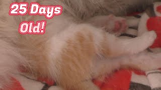 Graceys Kittens Are 25 Days Old 😻 [upl. by Zosema]