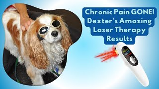 AtHome Cold Laser Therapy for Senior Dogs  Chronic Pain Relief for Dogs with Chiari Malformation [upl. by Leamsi241]