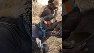 TAKING HOT SOUP EVERY MORNING hadzabetribe wildlife africa africantribe animals shorts [upl. by Elakram]