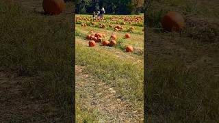 A fun fall attraction Moseley Meadows in Canton MS pumpkinpatch farm pumpkins halloween [upl. by Richel]