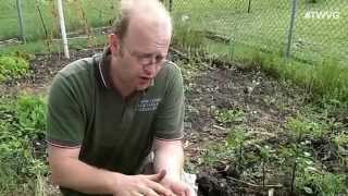 Planting Soybeans Strawberry Butter amp Volunteers in the Garden  The Wisconsin Vegetable Gardener [upl. by Hsevahb]