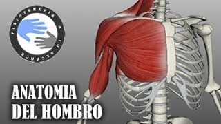 Anatomia y musculos del hombro [upl. by Ynaffat]