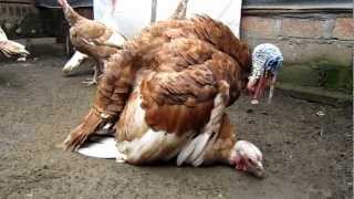 Ritual Kawin Kalkun Breeding Turkeys [upl. by Jacquelynn]