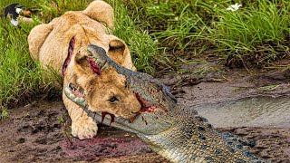 Momentos Mais Loucos Crocodilo Ataca Sua Presa Brutalmente E Sem Piedade  Animais Selvagens [upl. by Sidman]