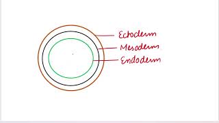 Diploblastic and Triploblastic organisms biology neet basics mbbs neet [upl. by Flaherty672]