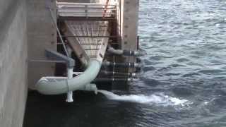 Wanapum Dam Fish Ladder July 9 2014 [upl. by Yuh]