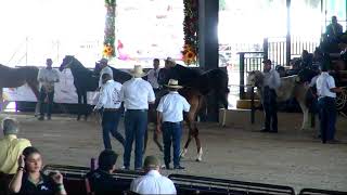 FERIA DEL CABALLO IBEROAMERICANO 2024 [upl. by Forras917]