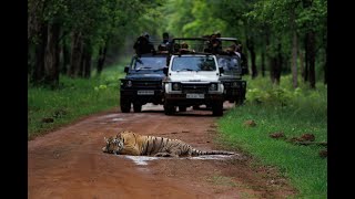 MAMA ROADBLOCK tadoba tiger wildlife animals bollywood nature safari tigercubs batman [upl. by Charlet]