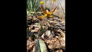 Trout Lily Erythronium americanum [upl. by Tallula]