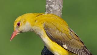 Madárhangok Sárgarigó Oriolus oriolusEurasian golden oriole [upl. by Eelek]