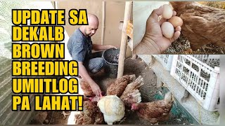 UPDATE SA DEKALB BROWN BREEDING UMIITLOG PA LAHAT [upl. by Earized]