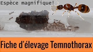 Fiche délevage Temnothorax complète  Fiches délevage 1 [upl. by Acenom]