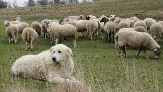 Maremma Sheepdogs  Fearless Flock Guardians [upl. by Eidnam907]