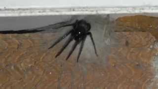 Tube web spider in Southampton [upl. by Louisa62]