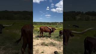 Texas Longhorn at Pecan Peak Ranch￼ [upl. by Eiramasil]