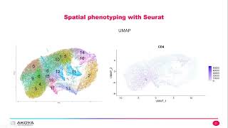 CODEX with Seurat A High Dimensional Approach to Unlocking Spatial Insights [upl. by Cochran]