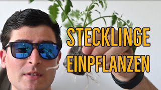 STECKLINGE EINPFLANZEN  vom angewurzelten Steckling in den Topf [upl. by Ylak]