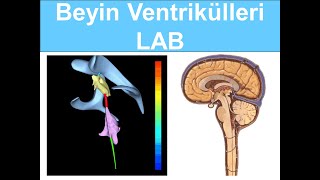 Ventriküler Sistem LAB YAYDAR 2024 [upl. by Yager]