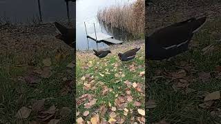 Adorable moorhens eat oat flakes moorhen birds [upl. by Conrad]