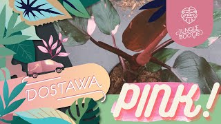 Różowa dostawa roślin od Jungle Boogie czyli Ph Pink Princess i setki roślinnych wspaniałości [upl. by Fillian]