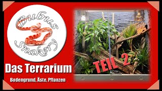 Kornnatter Terrarium TEIL 2  Bodengrund Äste Pflanzen [upl. by Okin]