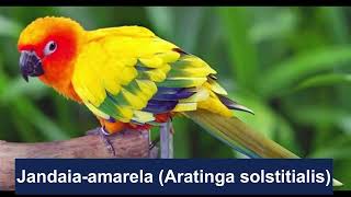 Jandaia Amarela  SUN CONURE [upl. by Fairfield]