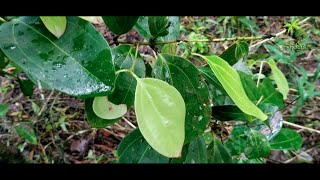 Plant 61  Cinnamon tree  Dalchini  ದಾಲ್ಚಿನಿ ಚಕ್ಕೆ  Herbal amp The plant [upl. by Ahseia627]