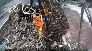 Discovered the Salmon Seining Industry in Alaska [upl. by Ellsworth]