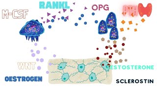 The Bone Cells  Osteoclasts Osteoblasts Osteocytes [upl. by Rolyt]