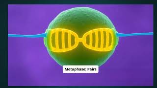 Meiosis Explained in 2 Minutes [upl. by Meesan551]