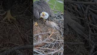 Eagle male brings big fish for female M15 birds eaglenest eagle eagles stick shorts nature [upl. by Stauder844]