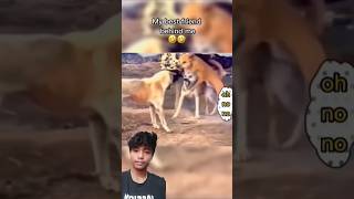 dog vs dog real fight video 😂  dog funny dogfights comedy funniestvideo funnyface gagreel [upl. by Malarkey506]