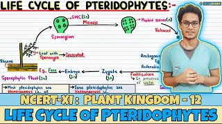 Plant Kingdom Lec 12 Life Cycle of Pteridophytes Class 11 NEET Neetology [upl. by Nuoras]