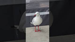 The Australian Seagull Sydney Australia [upl. by Euqram]