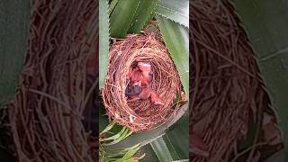 Baby bird survives ant attack  2 [upl. by Niroht]