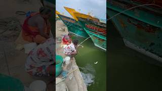 Mullet fishing in boat side water mulletfishing fishingvideos ng [upl. by Merow]