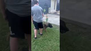 Malinois protection dog playing fetch with a kid dog protectiondog dogtraining dogsecurity [upl. by Ahnavas]