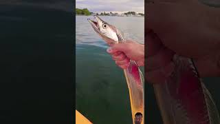 Catching and Cooking Largehead Hairtail aka Ribbonfish fishing catchandcook fish paulfisher [upl. by Akcinehs46]