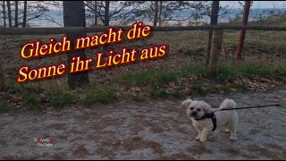 Abendgrüße 🌙 gleich macht die Sonne ihr Licht aus  ✨ liebe Grüße von mir 🐶 Gute Nacht [upl. by Aznarepse454]