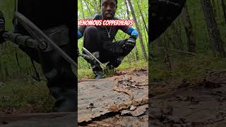 venomous venomoussnake copperhead snake snakevideo reptiles serpent cautions [upl. by Buckie176]