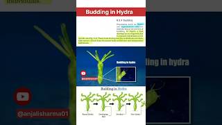 budding in hydra real 🔥 animated budding of hydra How do organisms reproduce ncert cbse viral [upl. by Alayne972]