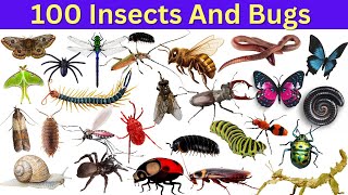 Insects And Bugs Name  Learn Insects And Bugs Name In English [upl. by Oirom592]