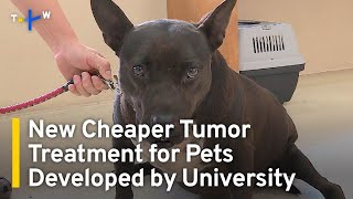 Taiwan University Develops New Cheaper Tumor Treatment for Pets  TaiwanPlus News [upl. by Gerson]