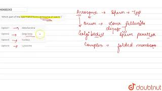 Which part of the spermatid forms acrosome of sperm [upl. by Agnot]